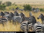 Masai-Mara-03.jpg