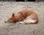 victoria-08-healesville-sanctuary-pes-dingo.jpg