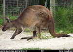 victoria-11-healesville-sanctuary-red-kangaroo--macropus-rufus-.jpg
