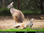 victoria-12-healesville-sanctuary-western-grey-kangoroo--macropus-fuliginosus-fuliginosus-.jpg