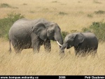Masai-Mara-09.jpg