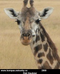Masai-Mara-11.jpg