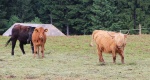 novohradske-hory-15-rakouske-kravy.jpg