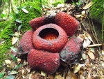 b102-sarawak-gunung-gading-np-rafflesia-tuan-mudae--sirka-50-cm-.jpg