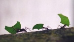 ekvador--amazonie---mravenci-strihaci.jpg