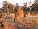 zambie--np-south-luangwa---termitiste.jpg
