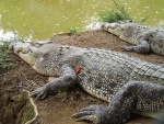 malajsie--sarawak-krokodyli-farma-krokodyl-morsky--crocodylus-porosus-.jpg