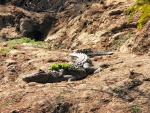 zambie--np-south-luangwa---krokodyl.jpg