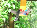 brazilie--iguacu-kolibrik-u-krmitka.jpg