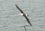 falklandy--saunders-island-albatros.jpg