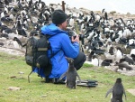 falklandy--saunders-island-tucnaci-jsou-zvedavi.jpg
