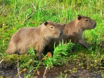 argentina--esteros-del-ibera-kapybara--hydrochaerus-hydrochaeris-.jpg