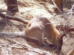 australie--tasmania-freycinet-np-muj-prvni-klokan.jpg