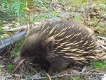 australie--tasmania-jezura-australska--tachyglossus-aculeatus-.jpg