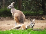 australie--victoria--healesville-sanctuary-western-grey-kangoroo--macropus-fuliginosus-fuliginosus-.jpg