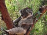 australie--victoria-healesville-sanctuary-koala-medvidkovity--phascolarctos-cinereus-.jpg