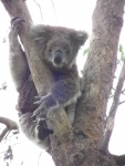 australie--victoria-warrandyte-state-park-muj-prvni-koala.jpg