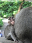 indonesie--bali---posvatne-opice.jpg