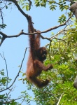 indonesie--kalimantan--orangutan.jpg