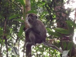 malajsie--sarawak-bako-np-neidentifikovatelny-opicak.jpg