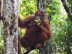 malajsie--sarawak-semenggoh-orangutanni-rehabilitacni-centrum-2.jpg