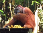 malajsie--sarawak-semenggoh-orangutanni-rehabilitacni-centrum-3.jpg