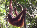 malajsie--sarawak-semenggoh-orangutanni-rehabilitacni-centrum-4.jpg