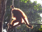 malajsie--sarawak-semenggoh-orangutanni-rehabilitacni-centrum.jpg