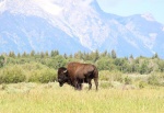 usa--wyoming-grand-teton-np-bizon--bison-bison-.jpg