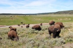 usa--wyoming-yellowstone-np-bizon--bison-bison--02.jpg