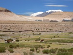 argentina--san-antonio-de-los-cobres--v-pozadi-nevado-del-acay--5-950-m.n.m.jpg