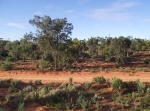 australie--outback-nekde-je-v-krajine-hodne-stromu.jpg