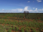 australie--outback-rudozelena-krajina-s-termitisti.jpg