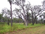 australie--outback-za-emeraldem-rostou-jeste-ridke-eukalyptove-lesy.jpg