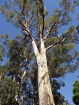 australie--tasmania-eukalypt.jpg