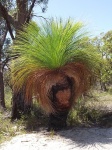 australie--tasmania-grass-tree.jpg
