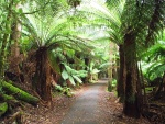 australie--tasmania-mount-field-np-stromovite-kapradiny.jpg