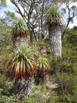 australie--tasmania-podivne-stromovite-rostliny-pandanus.jpg