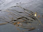 chile--chilske-kanaly-kelp.jpg