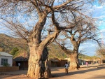 malawi--baobaby.jpg