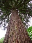 novy-zeland--rotorua-redwoods-sekvoj-vzdyzelena--sequoia-sempervirens-.jpg