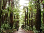 novy-zeland--rotorua-redwoods-sekvoje-a-stromove-kapradiny.jpg