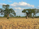 paraguay--filadelfia-stromy-ceiba-insignis-velmi-pripominaji-baobaby.jpg