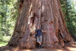 usa--california-sequoia-np-sekvojovec-obrovsky--sequoiadendron-giganteum--01.jpg