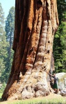 usa--california-sequoia-np-sekvojovec-obrovsky--sequoiadendron-giganteum--02.jpg