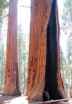 usa--california-sequoia-np-sekvojovec-obrovsky--sequoiadendron-giganteum--03.jpg