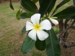 francouzska-polynesie-tuhle-kvetinu-si-zeny-strkaji-za-ucho.jpg