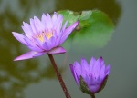 indonesie--bali---kvet-lotosu.jpg