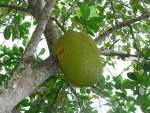 indonesie--kalimantan---jackfruit.jpg